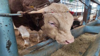 Kurban pazarında ümitler son güne kaldı