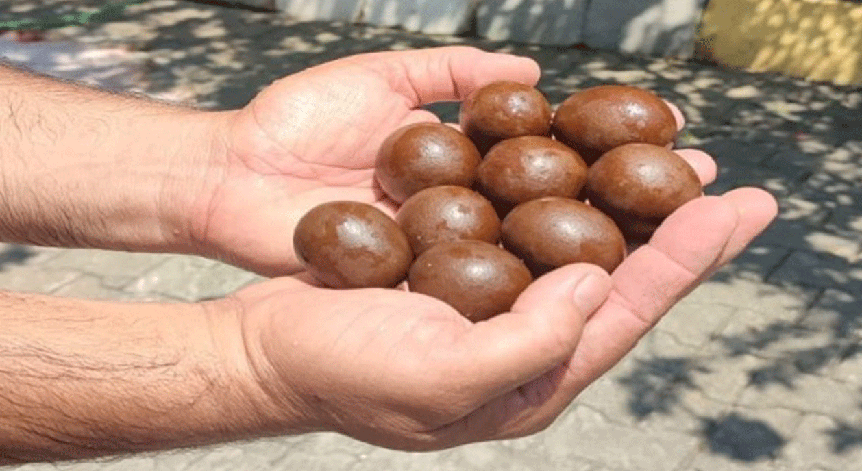 Kurbanlığın Midesinde Bulunan 9 Taş Şeklinde Nesne Merak Uyandırdı