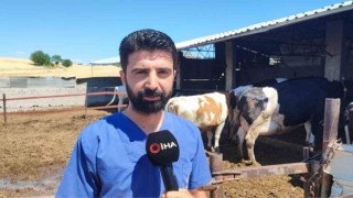 Kurbanlık alacaklara tüberküloz uyarısı