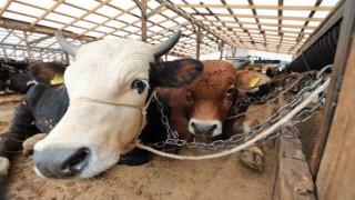 Kurbanlık hayvanlar kontrolden geçiyor