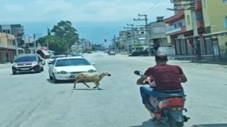 Kurbanlık koyun trafiği birbirine kattı!