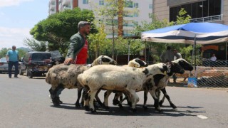 Kurbanlıkların çoğu satıldı, besicilerin yüzü güldü