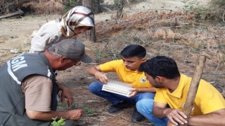 Kuruyan ormanlara zararlı böcekleri yok eden faydalı böcekler bırakıldı