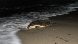 Kuşadasında sahilde caretta caretta türü deniz kaplumbağası ölü olarak bulundu