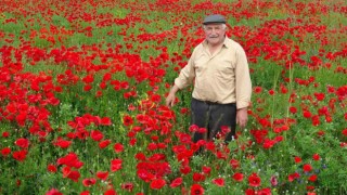 Kütahyada gelincik tarlası görsel şölen sunuyor