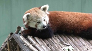 Macaristandan Bursaya getirilen kızıl pandanın keyfi yerinde