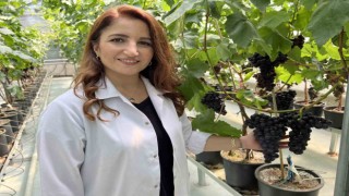 Manisada ilk üzüm hasadı topraksız tarımla yapıldı