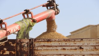 Mardinde çiftçiler hububatta rekolteden memnun