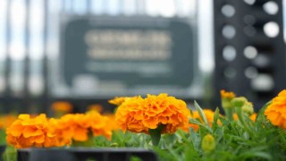 Mezarlıklarda çiçekler Gemlik Belediyesinden
