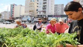 Mezitli Belediyesinden vatandaşlara sebze fidesi
