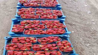 Muğlanın çilekleri market raflarında