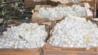 Nallıhanda ipek böceği kozası hasat zamanı