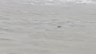 Nesli tehlike altında olan su samuru, Kastamonuda görüldü