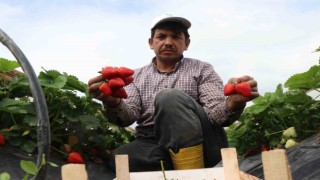 O topraklarda artık çilekte yetişiyor