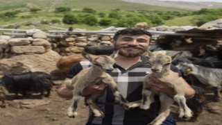 Öksüz kalan yaban keçileri Munzur ve Dersimden güzel haber