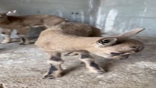 Öksüz kalan yavru yaban keçileri süt anneye emanet