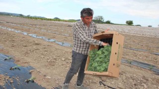 Osmaneli Karpuzunun son fideleri toprakla buluşuyor