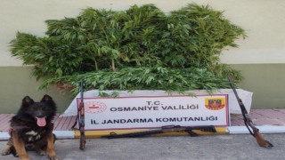 Osmaniyede 80 kök kenevir ele geçirildi