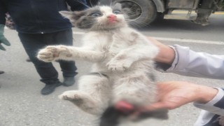 Otomobil tekeri ile balata arasına sıkışan kedi yaralandı