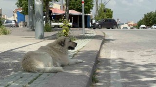(ÖZEL) Başıboş sokak köpekleri site sakinlerini bezdirdi