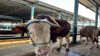 (ÖZEL) Bin 200 kiloluk Paşa talibine bekliyor