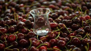 (Özel) Çay bardağına sığmayan Lapseki kirazının hasadına başlandı