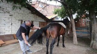 (Özel) Uludağ isimli tay annesinin karnındayken satıldı