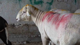 (Özel)Bursanın en ağır büyükbaş kurbanlığı 1 ton 50 kilogram ağırlığı ile “Paşa”
