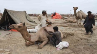 Pakistanda develer Kurban Bayramı öncesinde geleneksel desenlerle süslendi