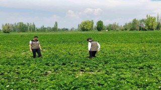 Patates üreticilerine bitki hastalıklarına karşı uyarı