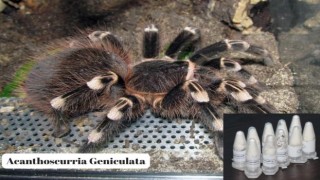 Posta kargosunda 76 adet yavru tarantula ele geçirildi
