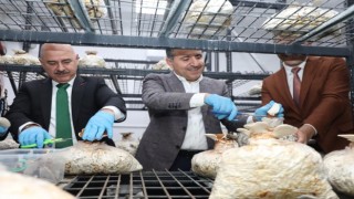 Reishi mantarının ilk hasadı yapıldı