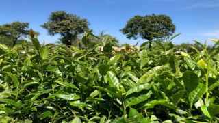 Rizede hava şartlarının olumsuz etkilediği çay hasadında Ziraat Odasından üreticilere Acele etmeyin uyarısı