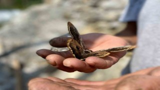 Saha çalışmasında bulduğu kelebek ilgi odağı oldu