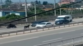Sahibinin elinden kaçan dana D-100ü birbirine kattı