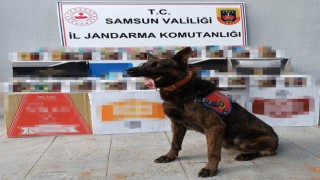 Samsunda jandarmadan kaçak makaron operasyonu