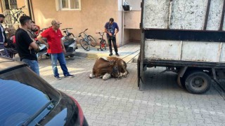 Sancaktepede kaçan kurbanlık yakalandı, 1 kişi yaralandı