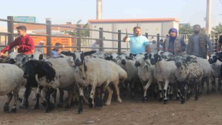 Şanlıurfada kurban pazarları hareketlendi