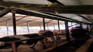 Şap hastalığında Çaycuma İlçe Tarım ve Orman Müdürlüğünden destek