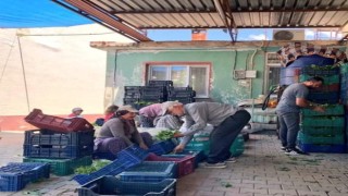 Sarıgölde taze yaprak alımları hız kazandı
