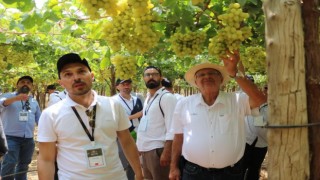 Sarıgöllü bağcılar Mısırda son üzüm hasadını yerinde inceledi