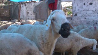 Satacağı 16 kurbanlığı hırsızlara kaptırdı