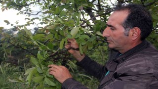 Şebin cevizini zirai don vurdu