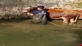 Şilede dereye düşen 4 büyükbaş kurtarıldı
