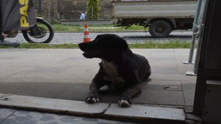 Sinopta esnafın maskotu olan “pati” isimli köpek kuryelerle paket servisine çıkıyor