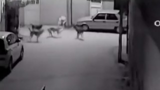 Sokak köpeklerinin kediyi parçalama anı saniye saniye görüntülendi