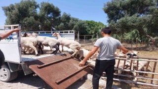 Söke Hayvan Pazarında satıcılar müşterilerini bekliyor