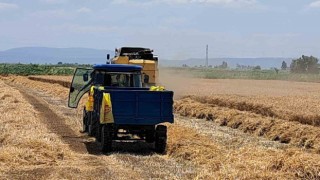 Söke Ovasında Buğday hasadı gecikmeli de olsa başladı