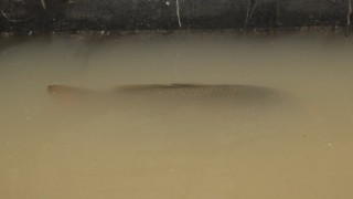 Su kanalındaki 4 kiloluk balıklar görenleri şaşırttı