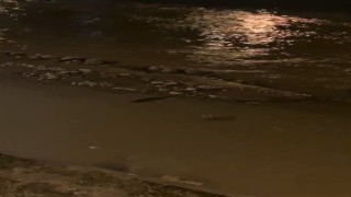 Su samuru balık avlarken görüntülendi